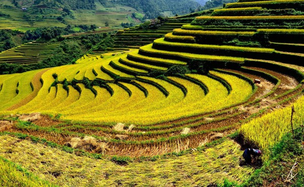 DU LỊCH TÂY BẮC TOUR ĐẶC SẮC HÀ NỘI – NGHĨA LỘ - TRẠM TẤU – TÚ LỆ  MÙ CANG CHẢI 3 NGÀY 2 ĐÊM TRỌN GÓI GIÁ RẺ KHÁM PHÁ MÙA NƯỚC ĐỔ TỚI MÙA LÚA CHÍN HAY MÙA HOA RỪNG BẠT NGÀN 