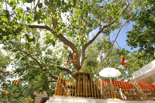 HÀNH HƯƠNG ĐẤT PHẬT ẤN ĐỘ NEPAL CHIÊM BÁI TỨ ĐỘNG TÂM LỊCH TRÌNH 14 NGÀY 13 ĐÊM GHÉP KHÁCH TỪ HÀ NỘI SÀI GÒN 