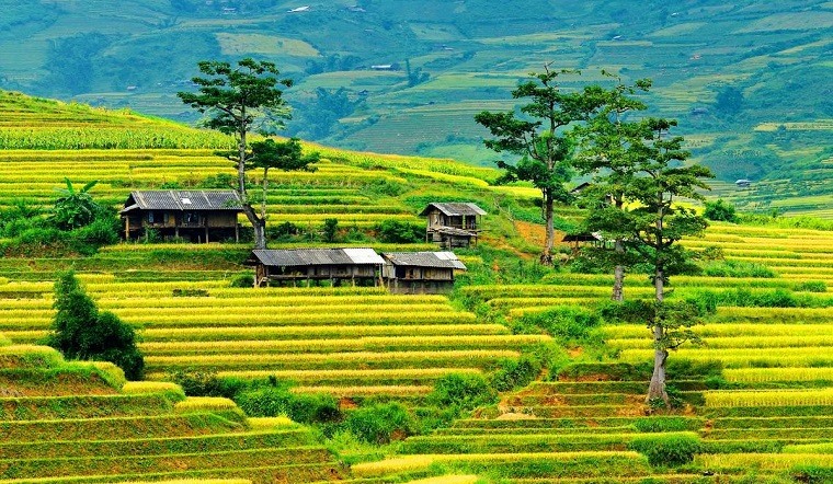 DU LỊCH TÂY BẮC TOUR ĐẶC SẮC HÀ NỘI – NGHĨA LỘ - TRẠM TẤU – TÚ LỆ  MÙ CANG CHẢI 3 NGÀY 2 ĐÊM TRỌN GÓI GIÁ RẺ KHÁM PHÁ MÙA NƯỚC ĐỔ TỚI MÙA LÚA CHÍN HAY MÙA HOA RỪNG BẠT NGÀN 